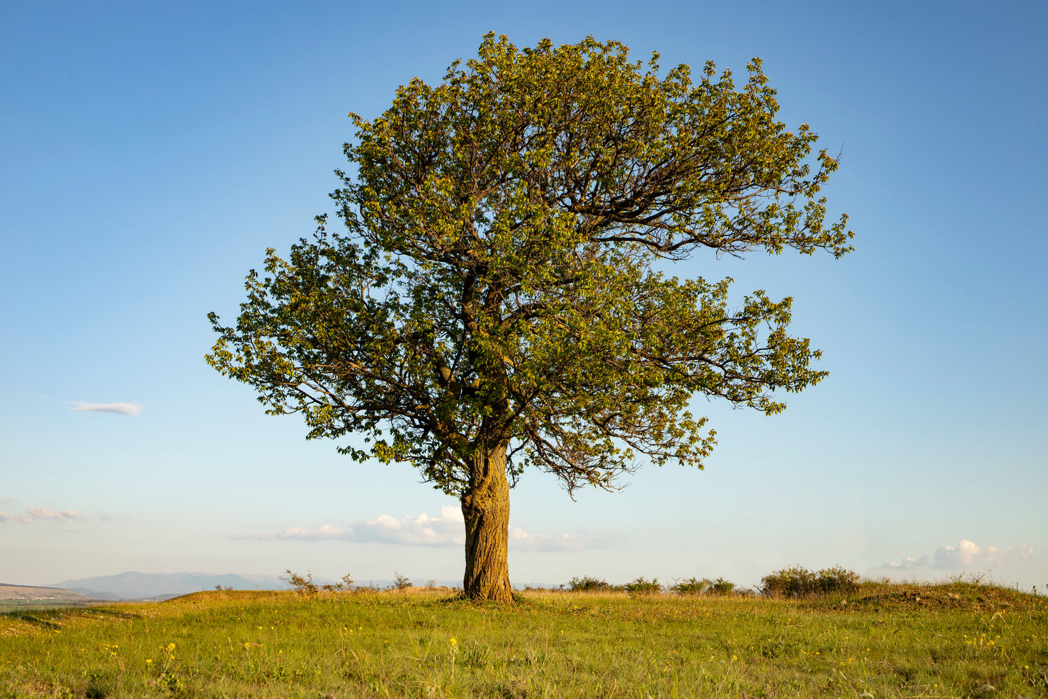 Trees