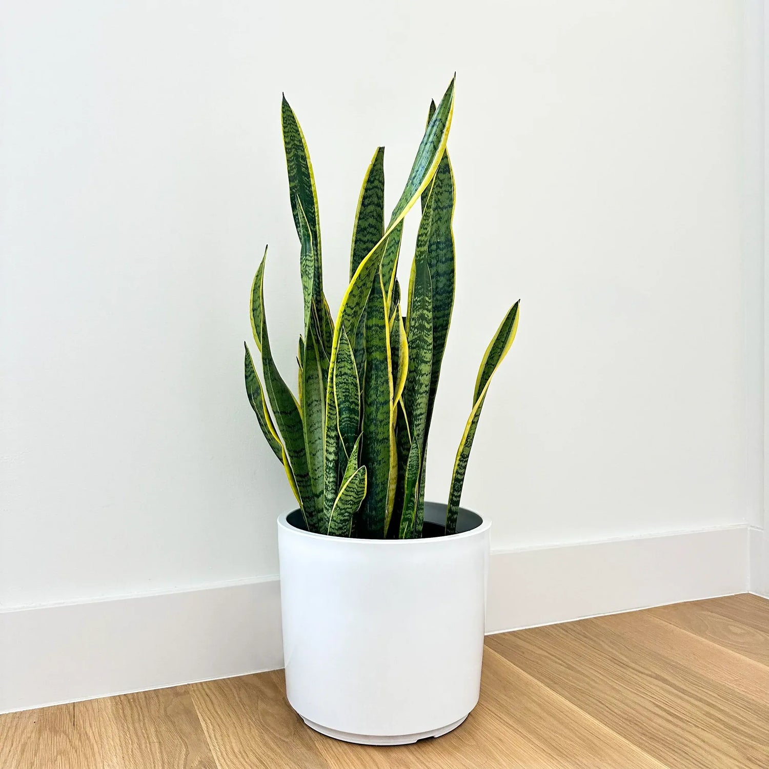 Outdoor Plants