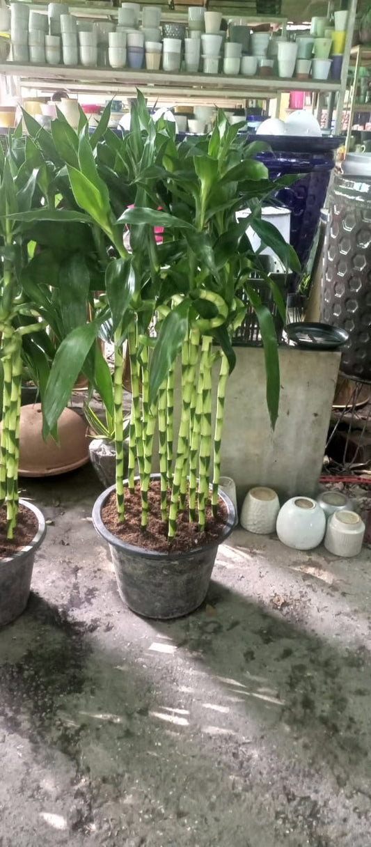 Lucky Bamboo (Only One Stick)