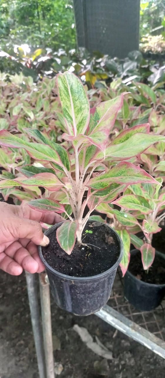 Aglaonema with Pink Boundries & Long Leaves