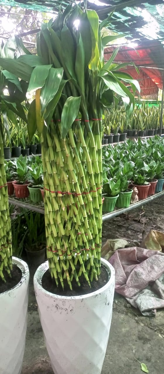 Lucky Bamboo with Imported Pot