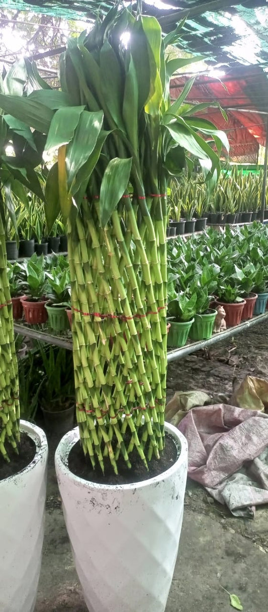 Lucky Bamboo with Imported Pot