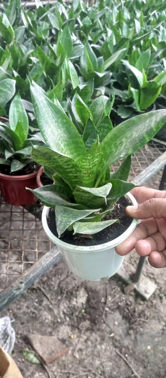 Sanserveria