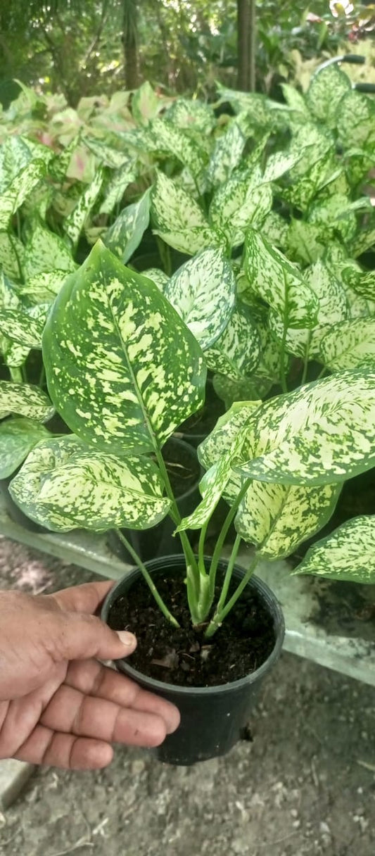 Aglaonema White
