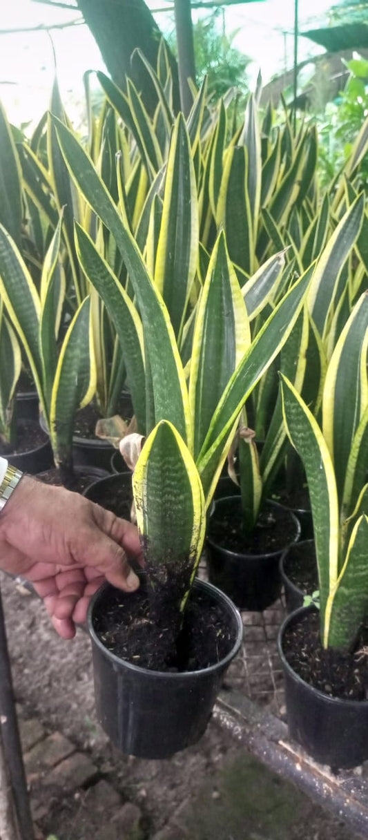 Sanserveria