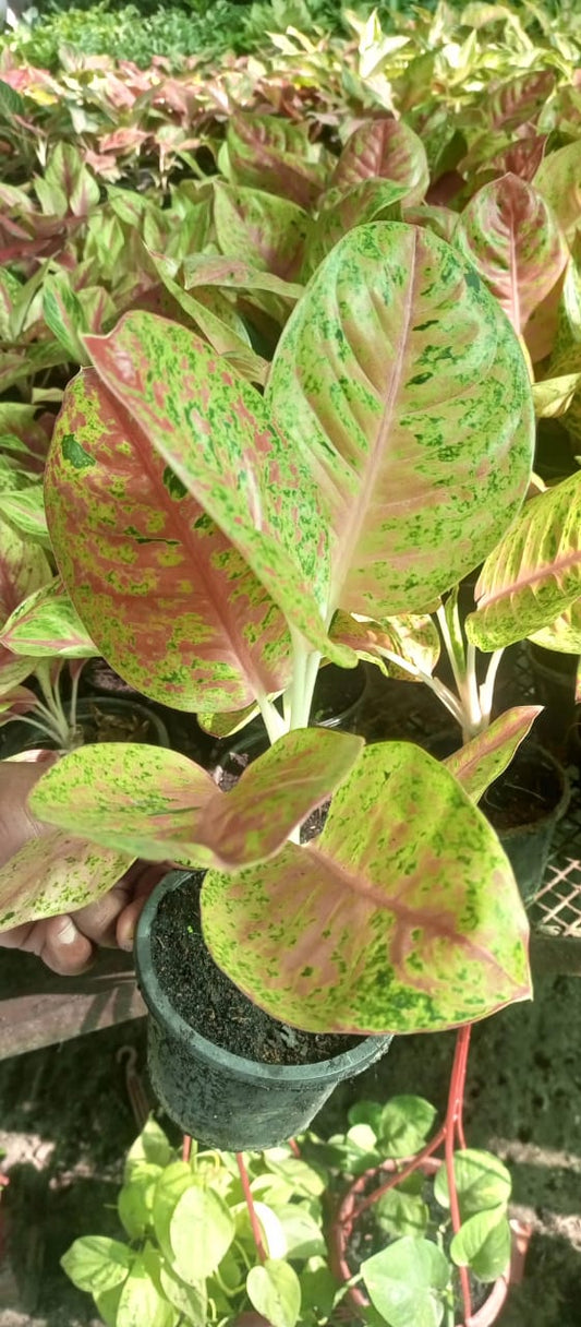 Aglaonema