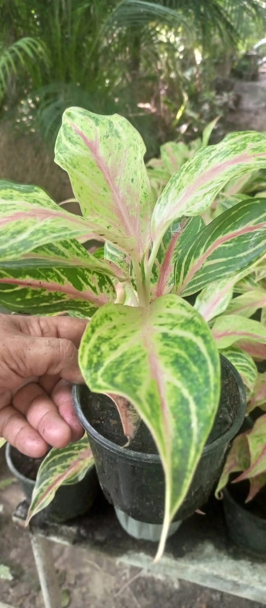 Aglaonema Pink & White