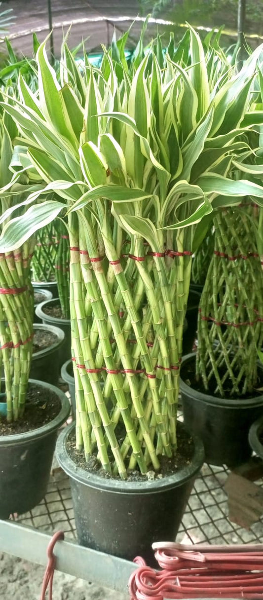 Lucky Bamboo Grill Bunch