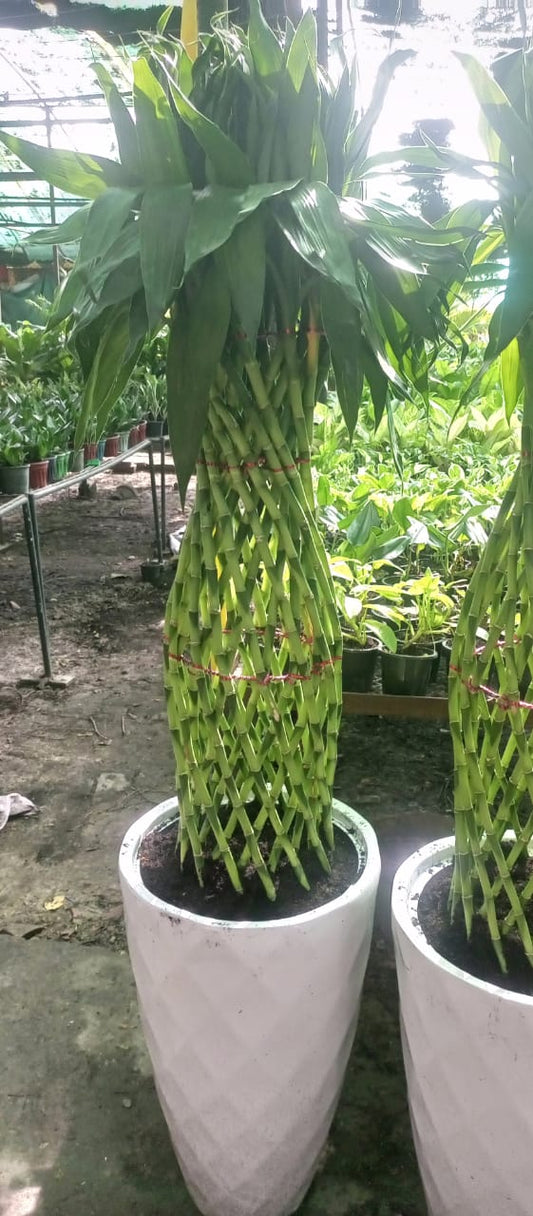 Lucky Bamboo Bunch with Imported Diamond Cut Pot