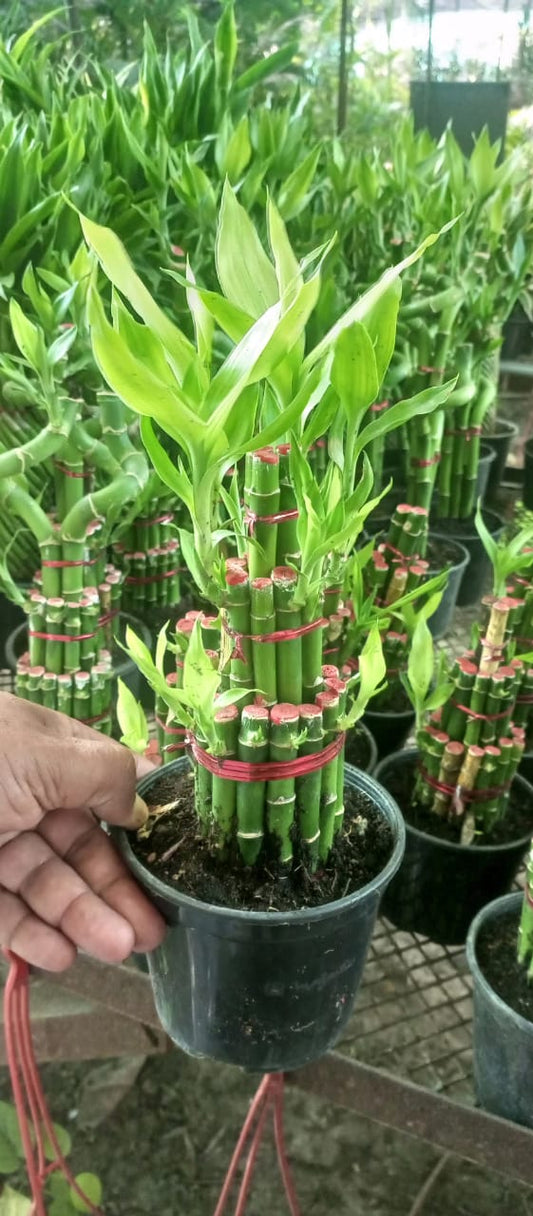 3 Step Lucky Bamboo