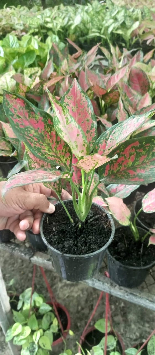 Aglaonema Pink