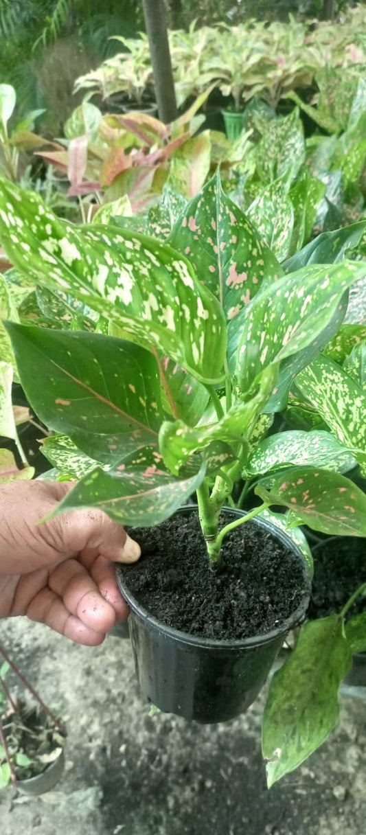 Aglaonema with Dots