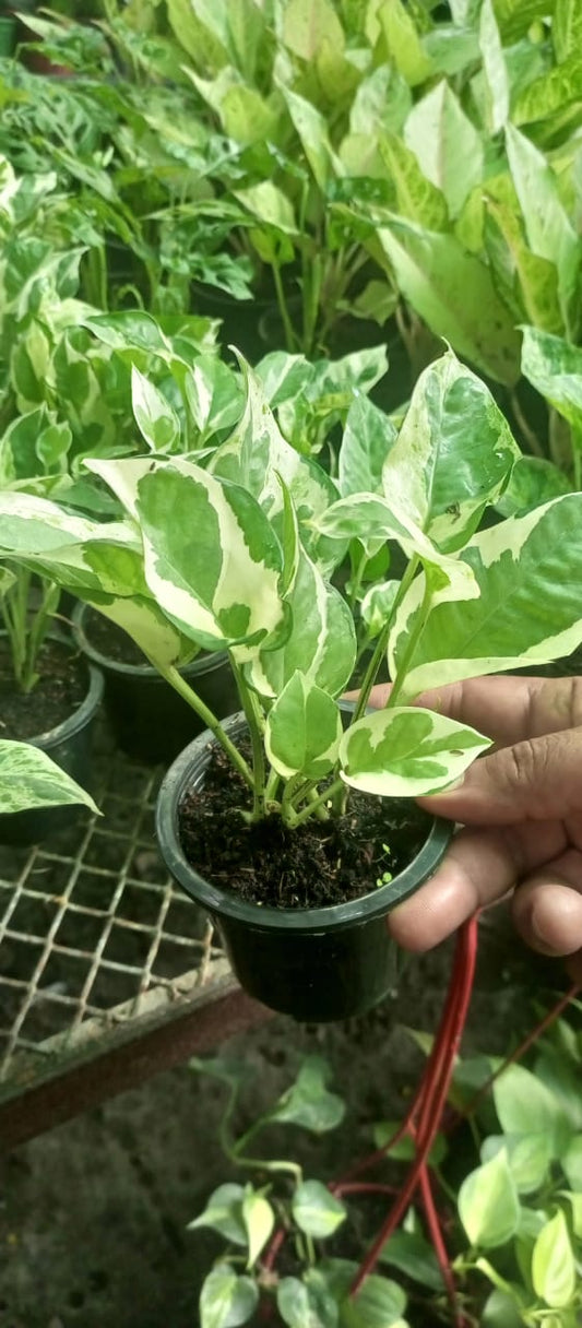 Thai Money Plant