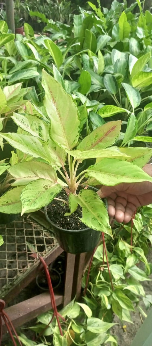 Aglaonema Pink