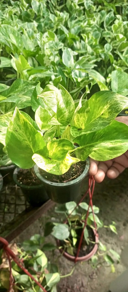 Thai Money Plant
