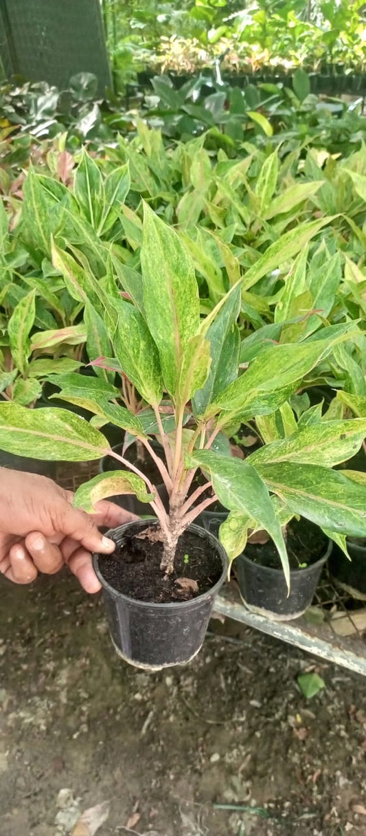 Aglaonema with Long Leaves