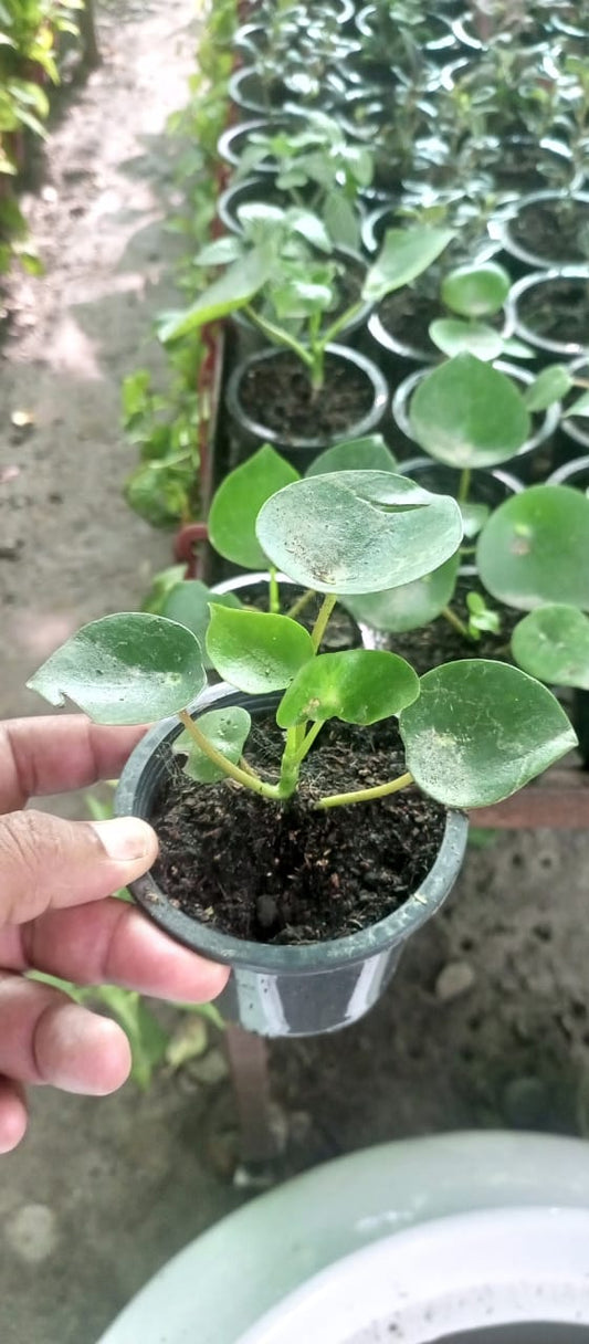 Chinese Money Plant