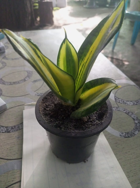 Sanserveria Dwarf Thai