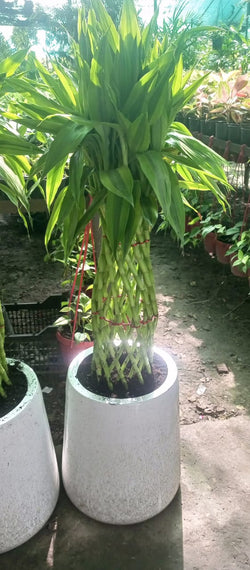 Lucky Bamboo Grill Bunch